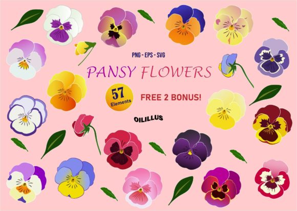 Pansy Flowers Graphics and Illustrations Review